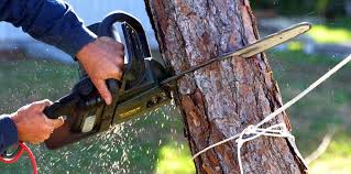 Best Tree and Shrub Care  in Theodore, AL