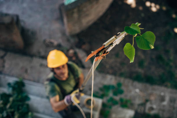 Best Fruit Tree Pruning  in Theodore, AL