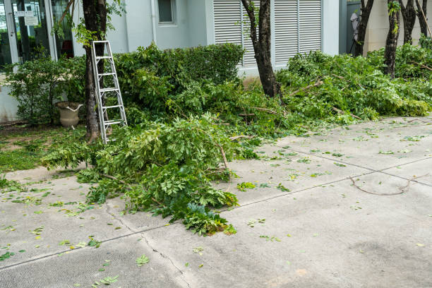 Best Tree Trimming and Pruning  in Theodore, AL