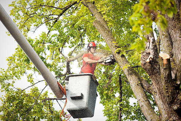 How Our Tree Care Process Works  in  Theodore, AL